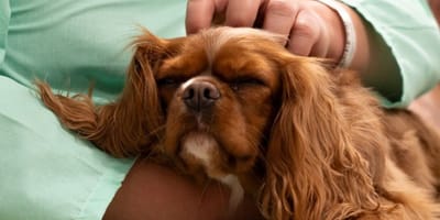 purina-perros-terapia-salud-mental-Bellvitge