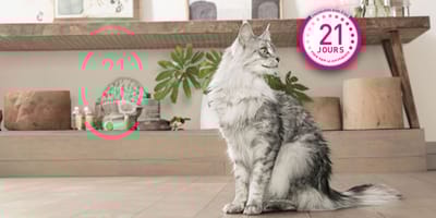 Purina® ONE® Programme 21 joues