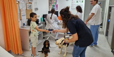 purina-terapia-perro-hospital-manacor