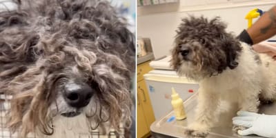 Puszysty, porzucony pies