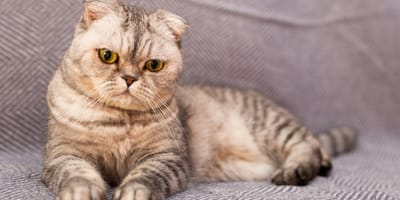 Qualrasse: Scottish-Fold-Katze