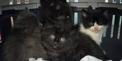 Quatre chatons
