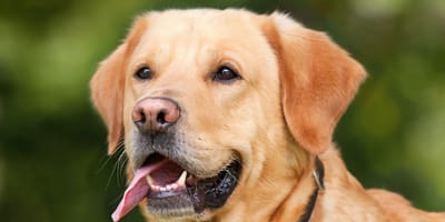 quattro-labrador-retriever-da-lavoro-e-da-bellezza
