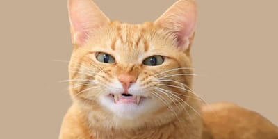 Qué gato eres según tu personalidad