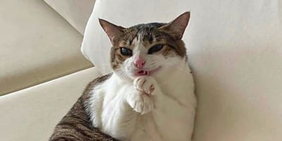 que gato eres según tu signo