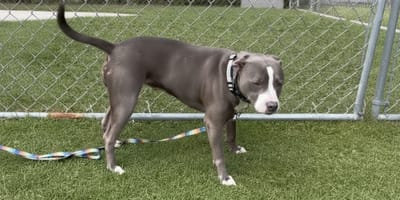 Queenie la cagnolina