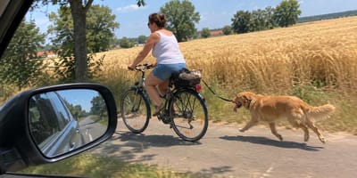 Radfahrerin mit erschöpftem Hund