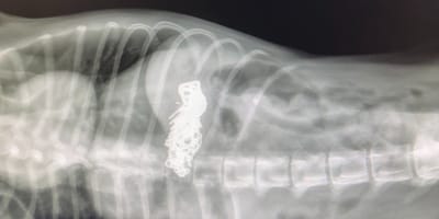 Radiografia dello stomaco di un cane