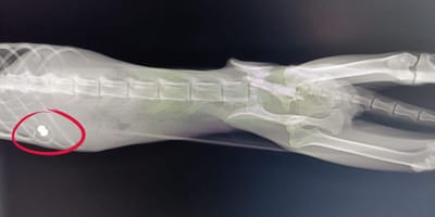 radiografia-gato-con-perdigones