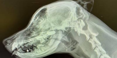 X-ray of a dog's head