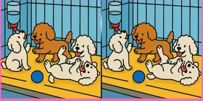 Rätsel spielende Hunde