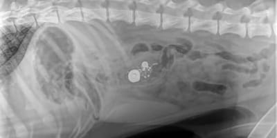 Rätseln über Hunde-Röntgenbild