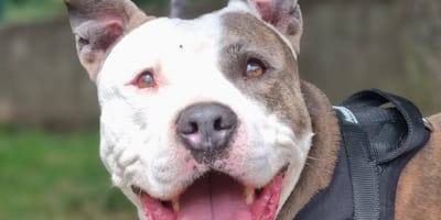 Ragnar, un chien au grand coeur