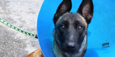 Railey, la chienne Malinoise tombée deux fois d'un toit