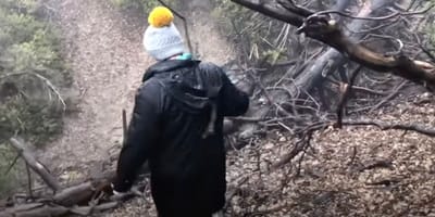 Randonnée en forêt