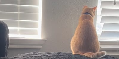 Rango, ein ausreißender Kater