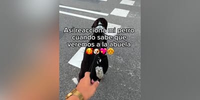 reaccion-perro-recibiendo-abuela-metro-barcelona