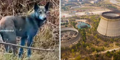 Reaktor von Tschernobyl und blauer Hund