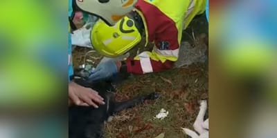 reanimacion-perros-incendio-valdemoro