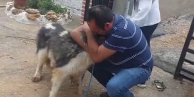 wiedersehen-hund-kratos-dana-valencia