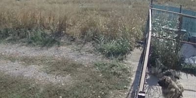 Ein sicheres Tierheim für gerettete Vierbeiner