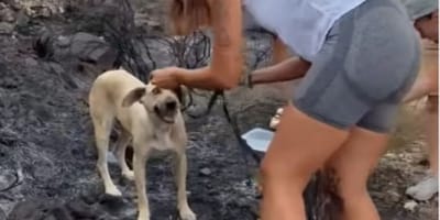 rescate-perro-incendio-gallardos-almeria
