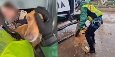 rescate-perros-dana-oliva-valencia