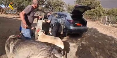 rescate-perros-incendio-niebla-huelva