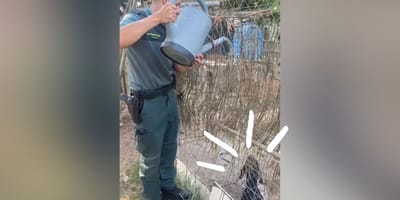 rescate-perros-maltratados-navarra