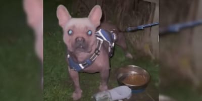 Rescue dog in garden