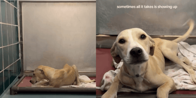Rescue dog waiting in kennels