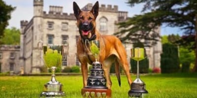Retiring German Shepherd police dog