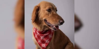 Retriever cross