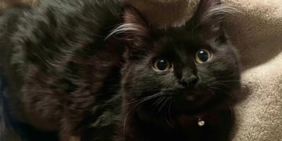 Riley, le chaton noir