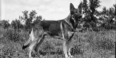 Rin Tin Tin, pastor alemán encontrado en 1918 en un campo de batalla, convertido en estrella del cine mudo