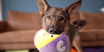 Rizza is op zoek naar een nieuw thuis. Adopteer jij haar?