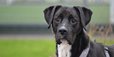 Rocky is op zoek naar een nieuw baasje. Adopteer jij hem?