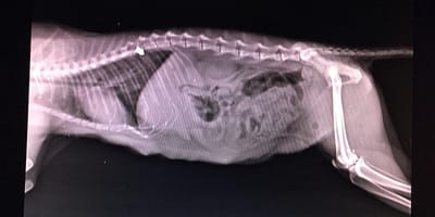 Radiographie du ventre d'un chat