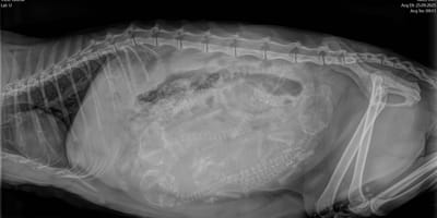 Röntgenfoto van een drachtige kat