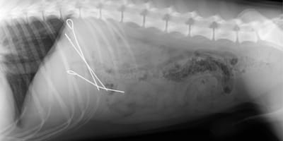 Radiographie d'un chien avec des piques à paupiettes