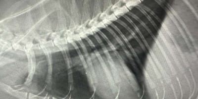 Röntgenbild eines Katzenherzens