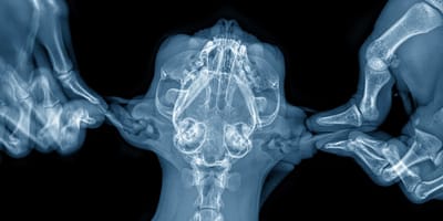 Radiografía de la cabeza de un gato