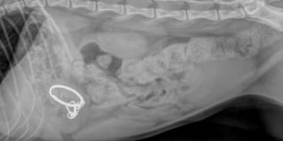 Radiographie du chat Haru