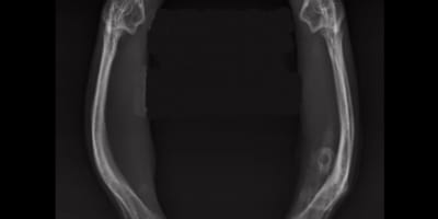 Röntgenbild von Katzenbeinen