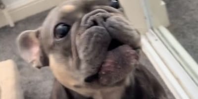 Rolo il cane