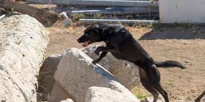 Roma la cagnolina