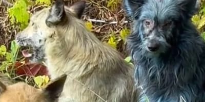 Rondom Chernobyl zijn blauwe honden gespot