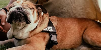 Roscoe, pies Lewisa Hamiltona