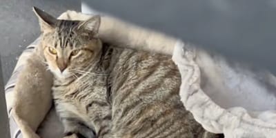 Rosie la maman chat