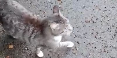 De kat Rosti